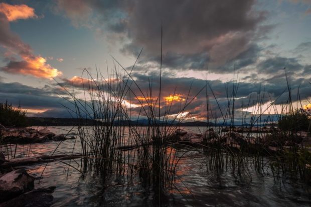 Grass growing from an icy landscape during sunset