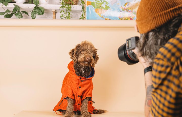 Photographer taking a photo of a dog in a sweat shirt