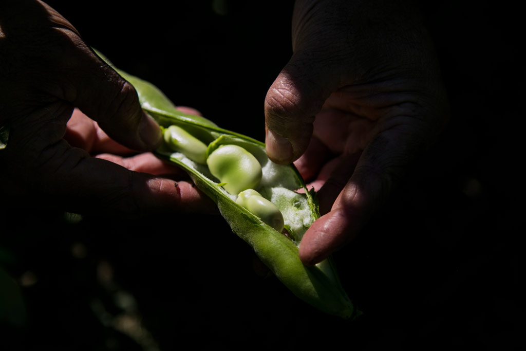 Person inspecting an organic green bean